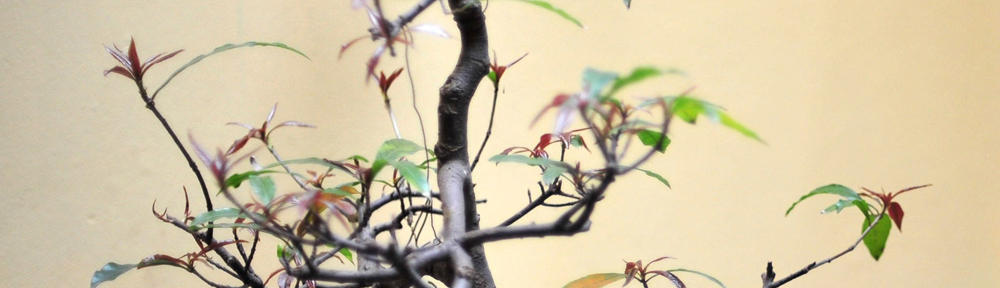 TechsavvyCPA – Technology Resources for Accounting Professionals